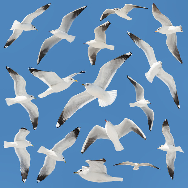 коллекция белых птиц на фоне неба
 - Фото, изображение