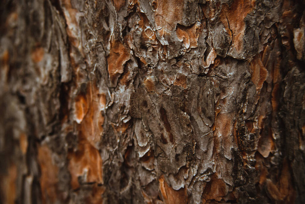 The texture of the tree bark. Tree in the park close-up. Relief texture and background. Forest and nature. - Photo, Image