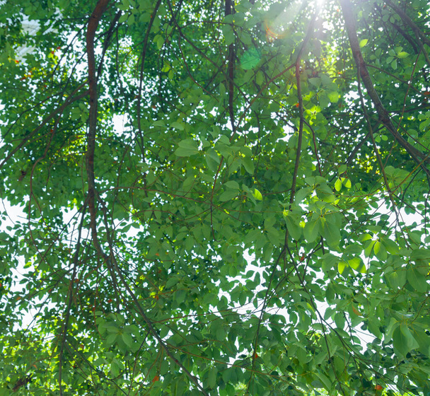 Пишне листя, зелене листя, укладене один на одного, сонячне світло падає через проміжки листя на початку літнього полудня
 - Фото, зображення