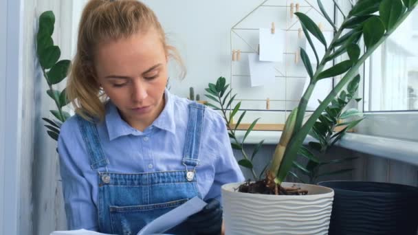 庭師の女性は本を読んで屋内植物を移植し、テーブルの上にシャベルを使用します。ザミアンカシス植物のケアと家庭菜園の概念。春植え - 映像、動画