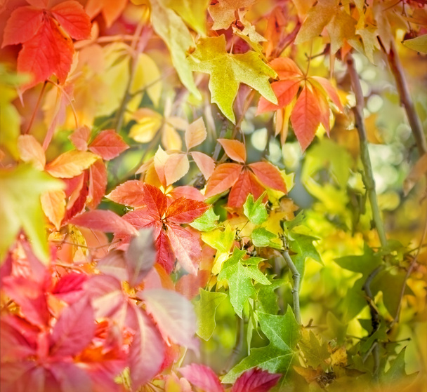 カラフルな葉秋にソフト フォーカスがフォレスト内 - 写真・画像