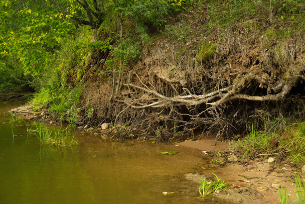 Roots of a powerful old tree on the river bank, summer forest landscape. - Foto, Imagem
