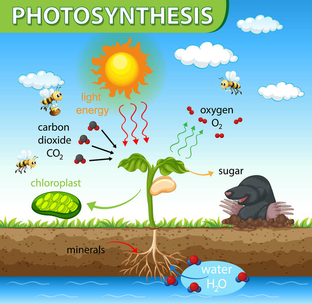 Schemat przedstawiający proces fotosyntezy w ilustracji rośliny - Wektor, obraz