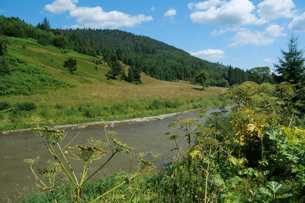 Krásná řeka v Karpatech na Ukrajině, pastevecká rostlina na břehu řeky - Fotografie, Obrázek