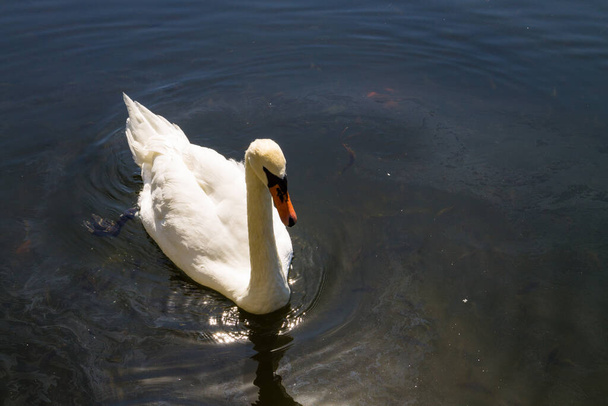 White swan floating on the lake - 写真・画像