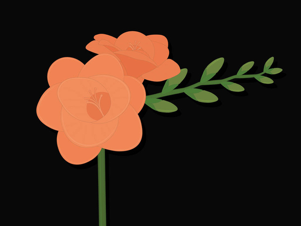 Light orange freesia flower with buds on black background vector illustration - Vector, Image