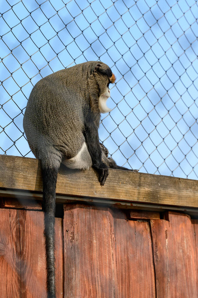 De Brazza mono Cercopithecus zanectus de África en cautiverio, polilla aislada en un zoológico, un zoológico en Ucrania. - Foto, imagen