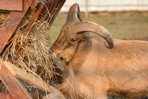 The maned ram eats hay, the animal in the zoo, the large rounded horns of the ram. - Photo, Image