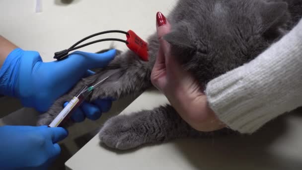 Анализ крови кошки с катетером. Уход за животными у ветеринара. Взятие крови для анализа британской кошки с катетером. - Кадры, видео