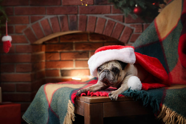 dog in a hat of Santa Claus. Pug by the fireplace in the Christmas interior.  - Photo, Image