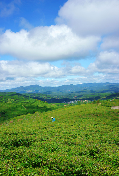 Vaikuttava maisema, Dalat, Vietnam, teeplantaasi
 - Valokuva, kuva