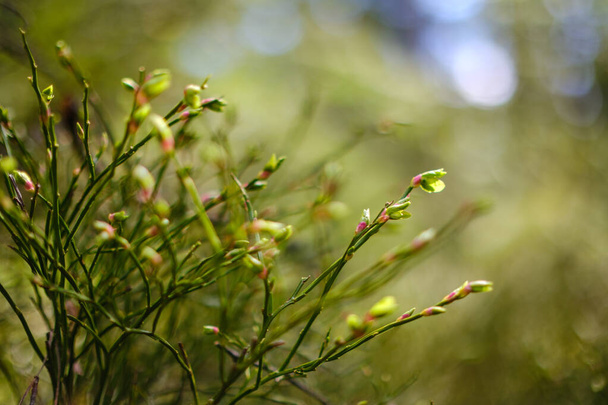 летняя зеленая листва текстуры в лесной природе. абстрактный фон - Фото, изображение