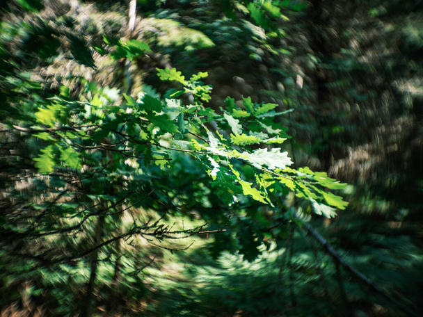 detalles de plantas forestales distorsionadas con lente petzval vieja y efecto bokeh remolino. imágenes artísticas - Foto, imagen