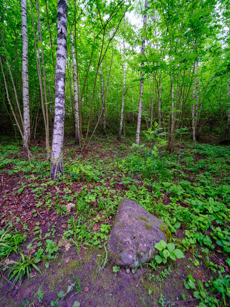 великі скелі в зеленому літньому лісі під деревами, що ховаються в моху
 - Фото, зображення