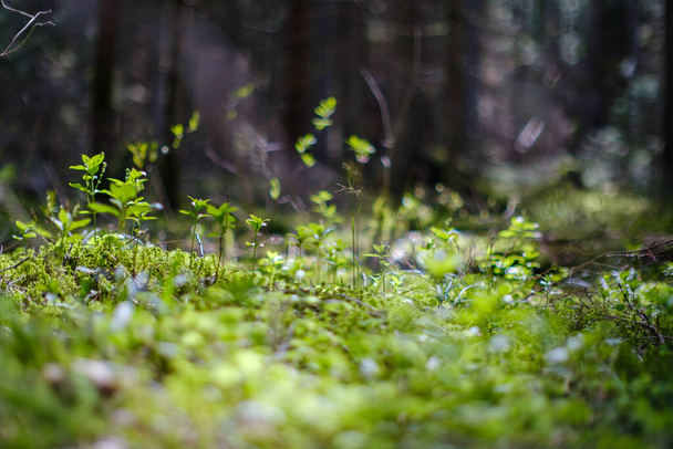 letní zelené listové textury v lesní přírodě. abstraktní pozadí - Fotografie, Obrázek