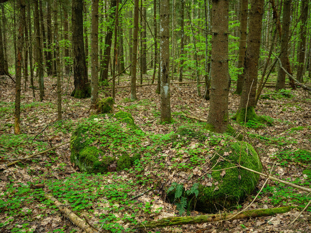 duże skały w zielonym lesie letnim pod drzewami chowające się w mchu - Zdjęcie, obraz