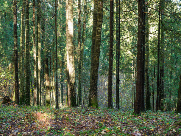 pared de textura de tronco de árbol abstracto en bosque natural con hojas viejas en el suelo - Foto, imagen