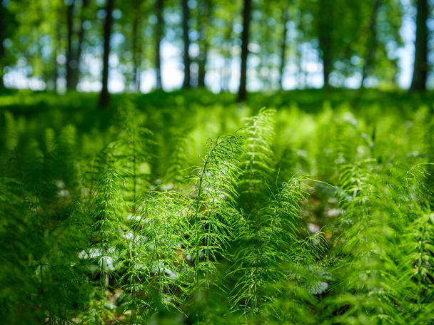 letní zelené listové textury v lesní přírodě. abstraktní pozadí - Fotografie, Obrázek