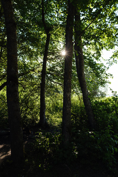 Березовая роща в летнем зеленом лесу. белая стена - Фото, изображение