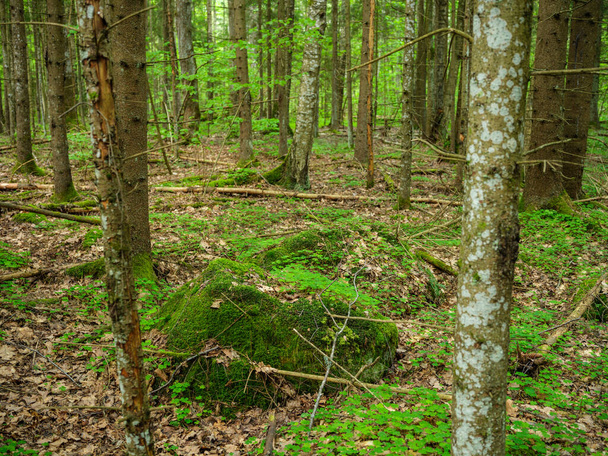 large rocks in green summer forest below trees hiding in moss - Photo, image