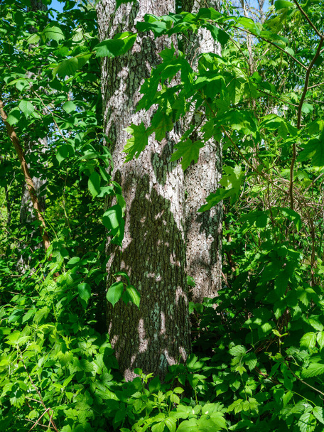 letnie zielone liści tekstury w leśnej przyrodzie. abstrakcyjne tło - Zdjęcie, obraz