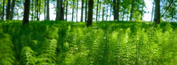夏の緑の葉のテクスチャは森の自然。抽象的な背景 - 写真・画像