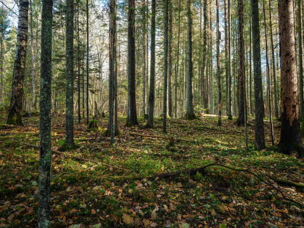 абстрактна дерев'яна стовбурна текстура стіни в природному лісі зі старими листям на землі
 - Фото, зображення