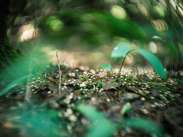古いペツバルレンズと渦巻くボケ効果で森の植物の詳細を歪め。芸術的イメージ - 写真・画像