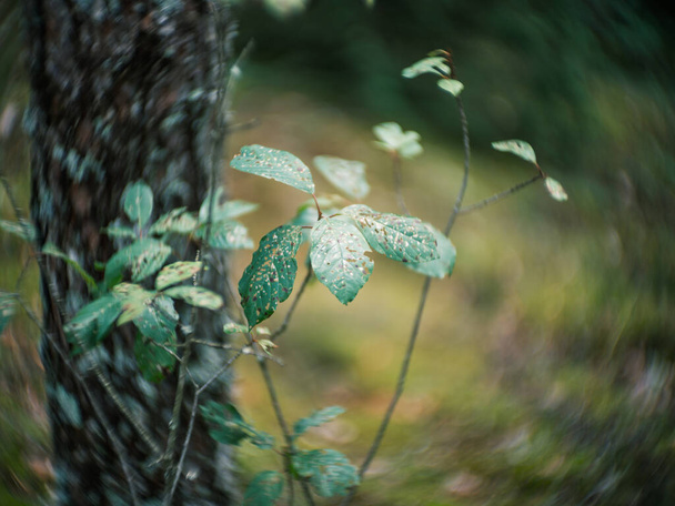 distorted forest plant details with old petzval lens and swirly bokeh effect. artistic images - Photo, Image