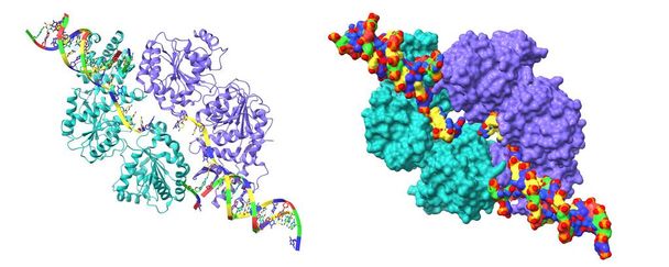 Struktura ludzkiej helicase RECQ w kompleksie z DNA. Kreskówki 3D i modele powierzchni Gaussa, PDB 2wwy, białe tło - Zdjęcie, obraz