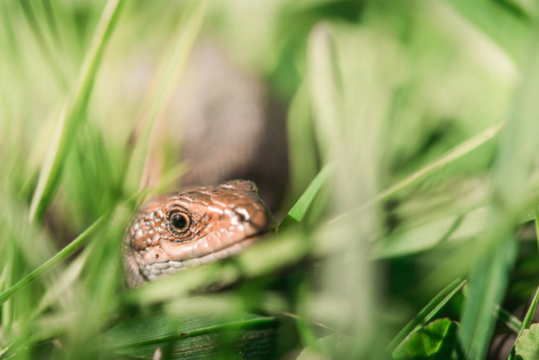 A closeup shot of a Swedish Lizard in the green grass with a nice depth of field - Photo, Image