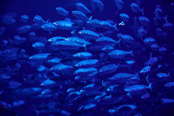 A closeup of fish swimming deep underwater - Φωτογραφία, εικόνα