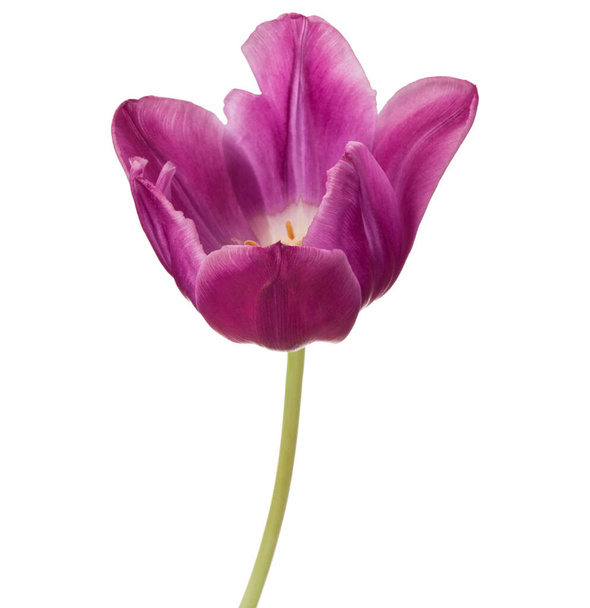 lilac tulip flower head isolated on white background - Фото, изображение