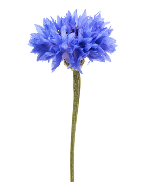 Blue Cornflower Herb or bachelor button flower head isolated on white background cutout - Foto, Imagem