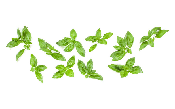 Sweet Genovese basil leaves background arrangement isolated on white. Top view. - Photo, image