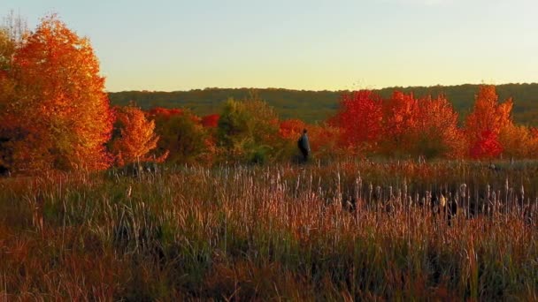 Mies kävelee kukkulalla värikkäiden puiden kanssa syksyn aikana - Materiaali, video