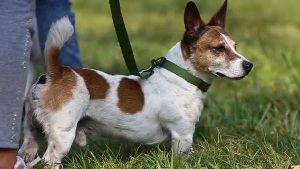 jack Russell terrier cane arancione ragazzo in piedi sull'erba vicino al proprietario - Filmati, video
