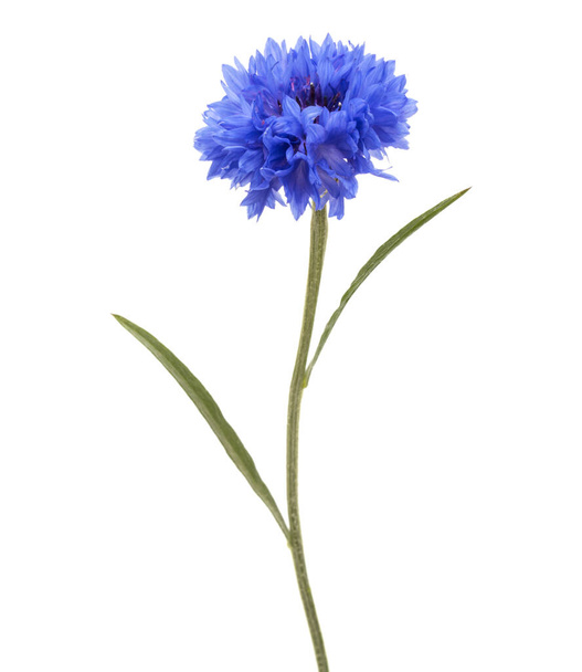 Blue Cornflower Herb or bachelor button flower head isolated on white background cutout - Fotoğraf, Görsel