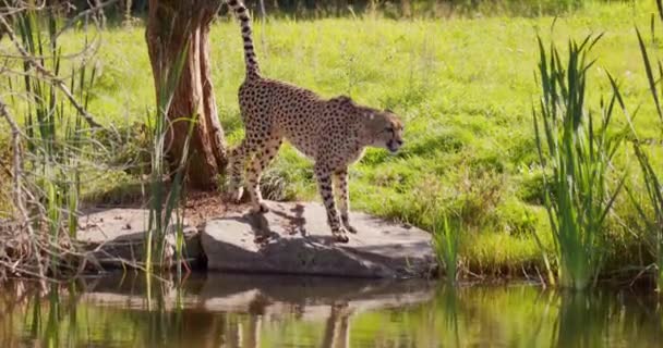 Aikuinen gepardi kävelee ja pissaa sitten puuhun veden lähellä - Materiaali, video