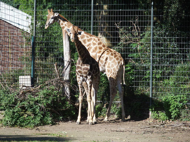 Beautiful scenery: Angola giraffe with cub - Photo, Image