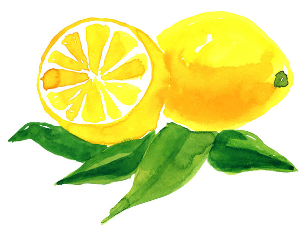 Vektorhintergrund frische Zitrone mit grünen Blättern. Lebensmittel-Element für Ihr Design - Vektor, Bild