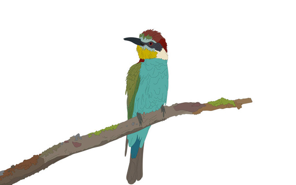 Aves apicultoras europeas (Merops apiaster), aves aisladas. Ilustración vectorial. Pájaro azul, animales, vector de aves. - Vector, imagen