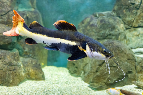 Cheerful multicolored fish under the supervision of a person. Helping wild animals. The redtail catfish, Phractocephalus hemioliopterus, is a pimelodid (long-whiskered) catfish. The close-up. - Photo, Image
