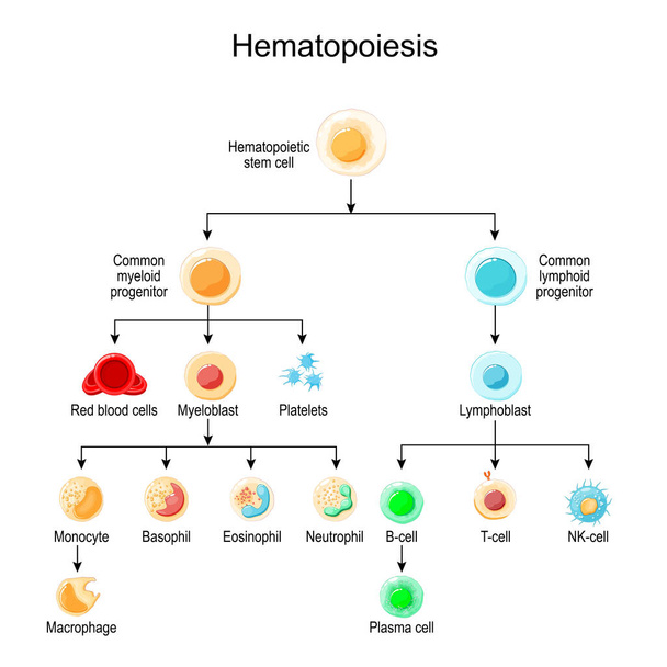 Haematopoiesis. development of different blood cells from haematopoietic stem cell to Red blood cells and White blood cells, Platelets and Lymphocytes. Vector poster for education - Vector, Image