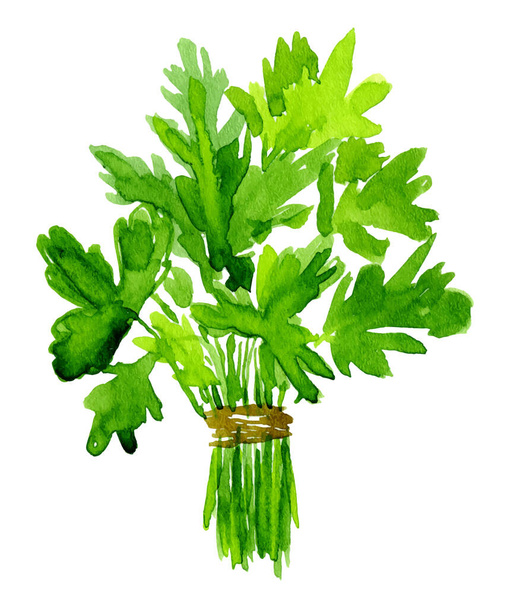 Watercolor image of leaves of parsley on white background - Vector, Image