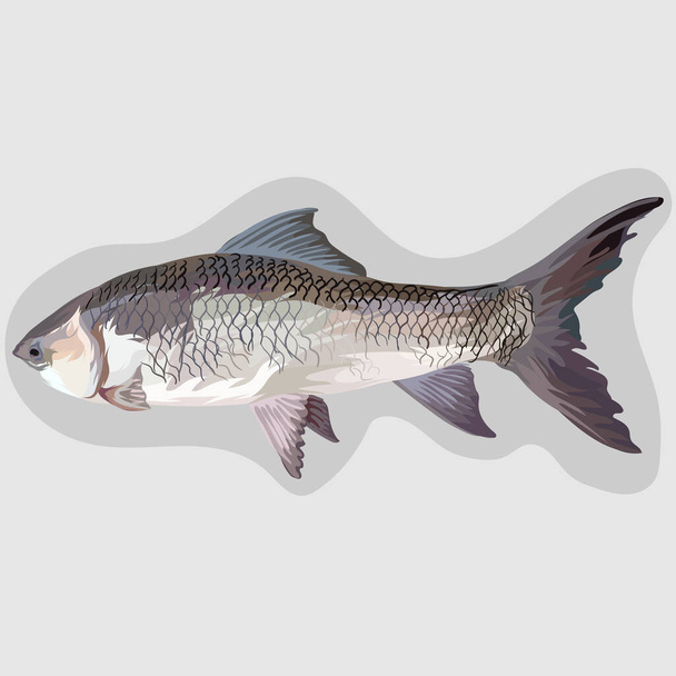 Yhteinen Carp kala eristetty realistinen vektori ja kuvat - Vektori, kuva