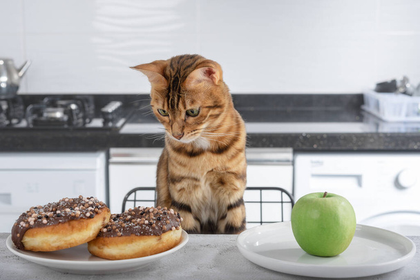 Domestic cat in the kitchen before choosing food. Bengal cat looks at a donut and an apple. - Foto, Imagem