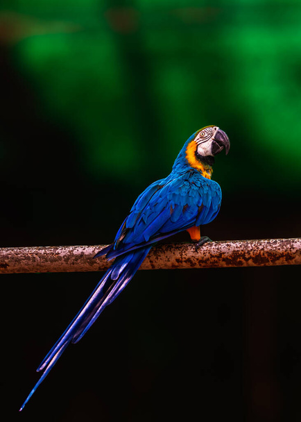 A beautiful shot of a blue and gold macaw parrot sitting on a rod with a green background. - Valokuva, kuva