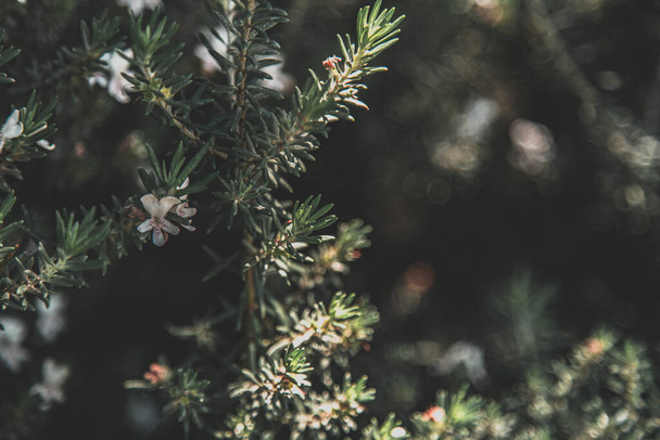 A closeup of a pine tree branch with white flowers on a blurred background - Fotografie, Obrázek
