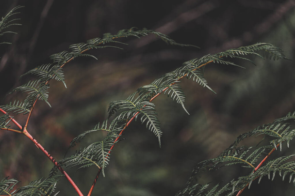A closeup of a pine tree branch on a blurred background - 写真・画像
